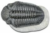 Huge Phacopid (Drotops) Trilobite - Issoumour, Morocco #363235-2